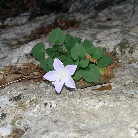 Couette-café La Vie Est Belle 3*